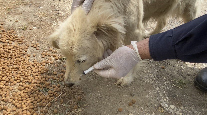 Jandarma’dan sokak hayvanlarına şefkat eli