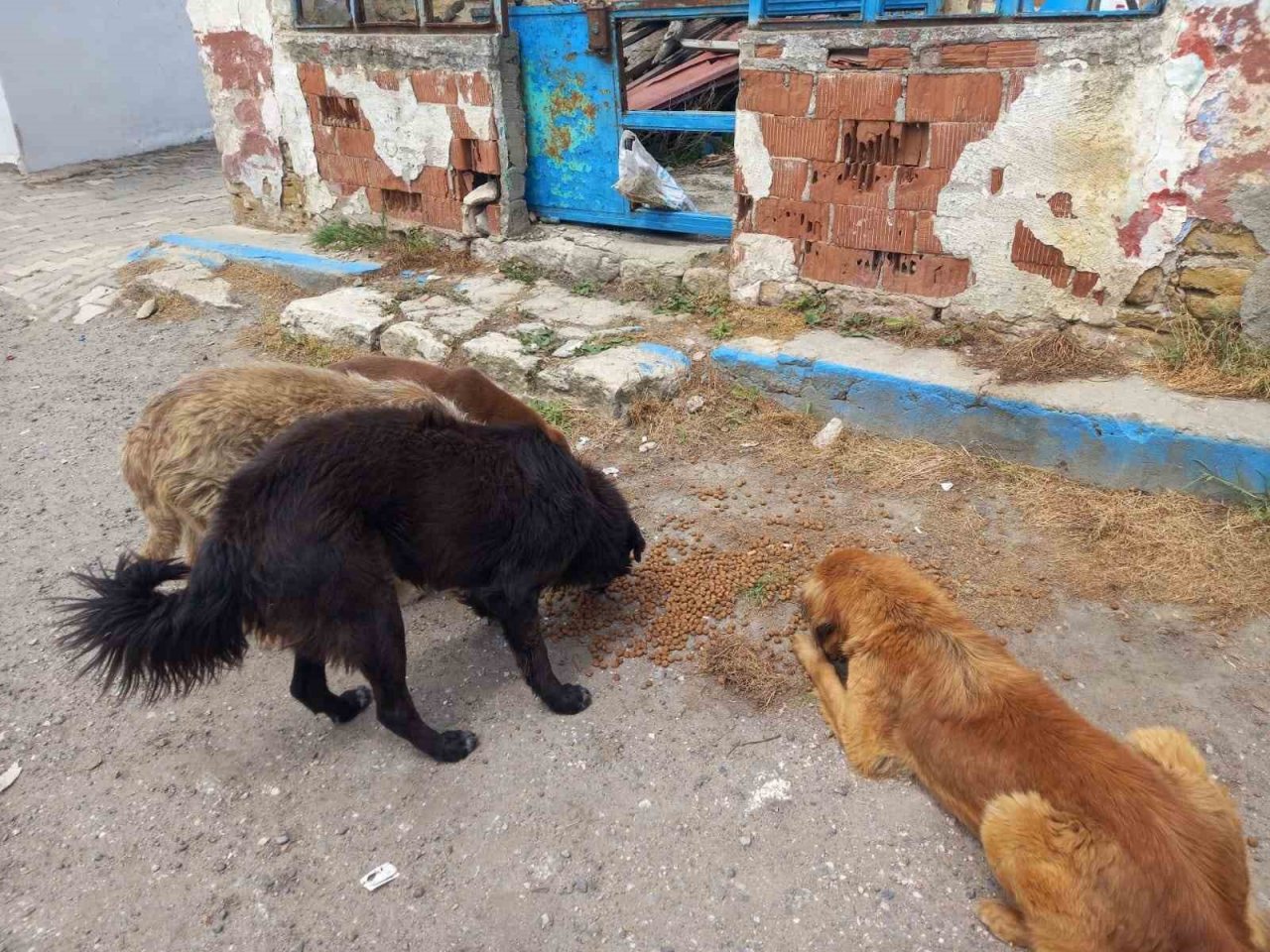 Jandarma’dan sokak hayvanlarına şefkat eli