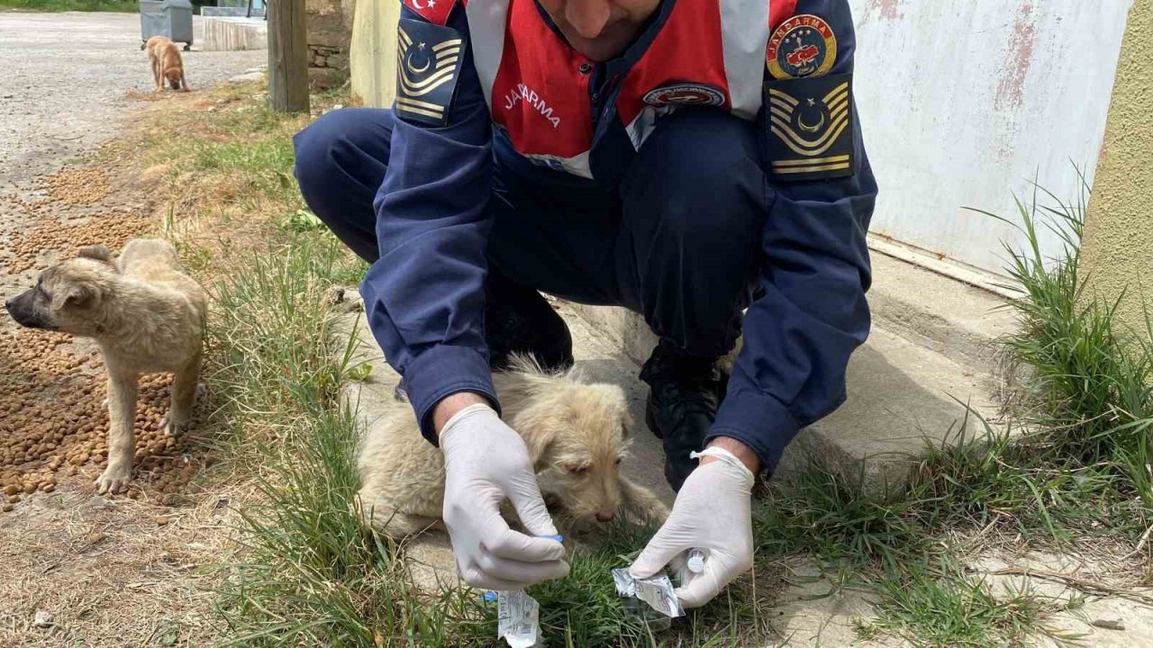 Jandarma’dan sokak hayvanlarına şefkat eli