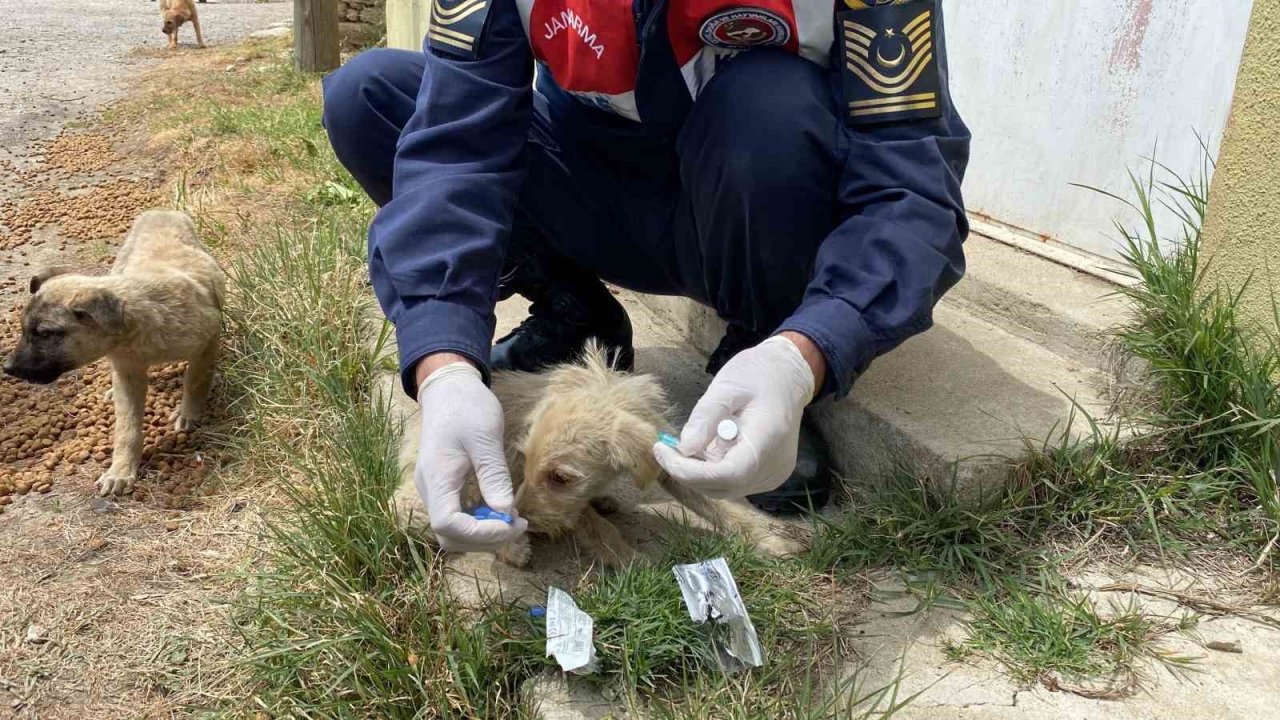 Jandarma’dan sokak hayvanlarına şefkat eli