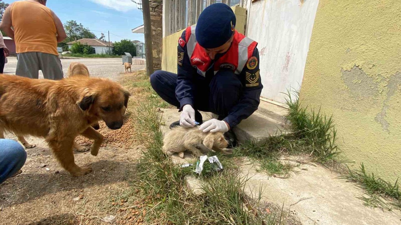 Jandarma’dan sokak hayvanlarına şefkat eli