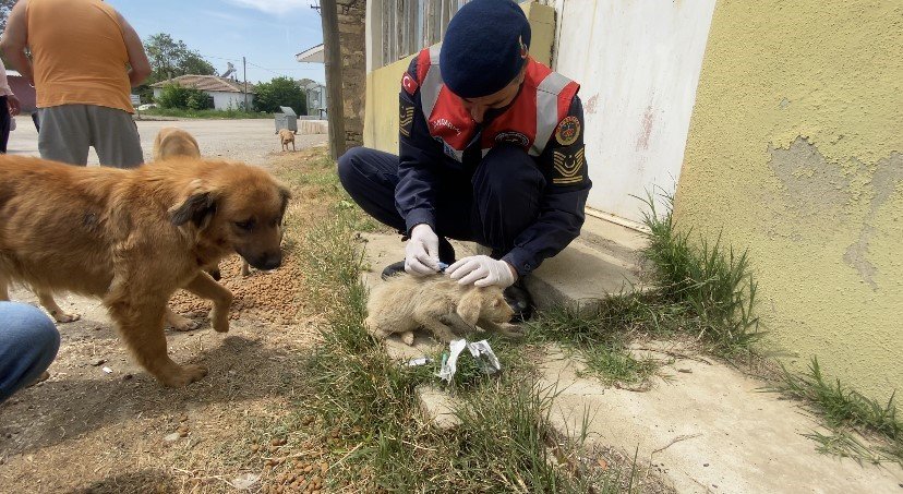 Jandarma’dan sokak hayvanlarına şefkat eli