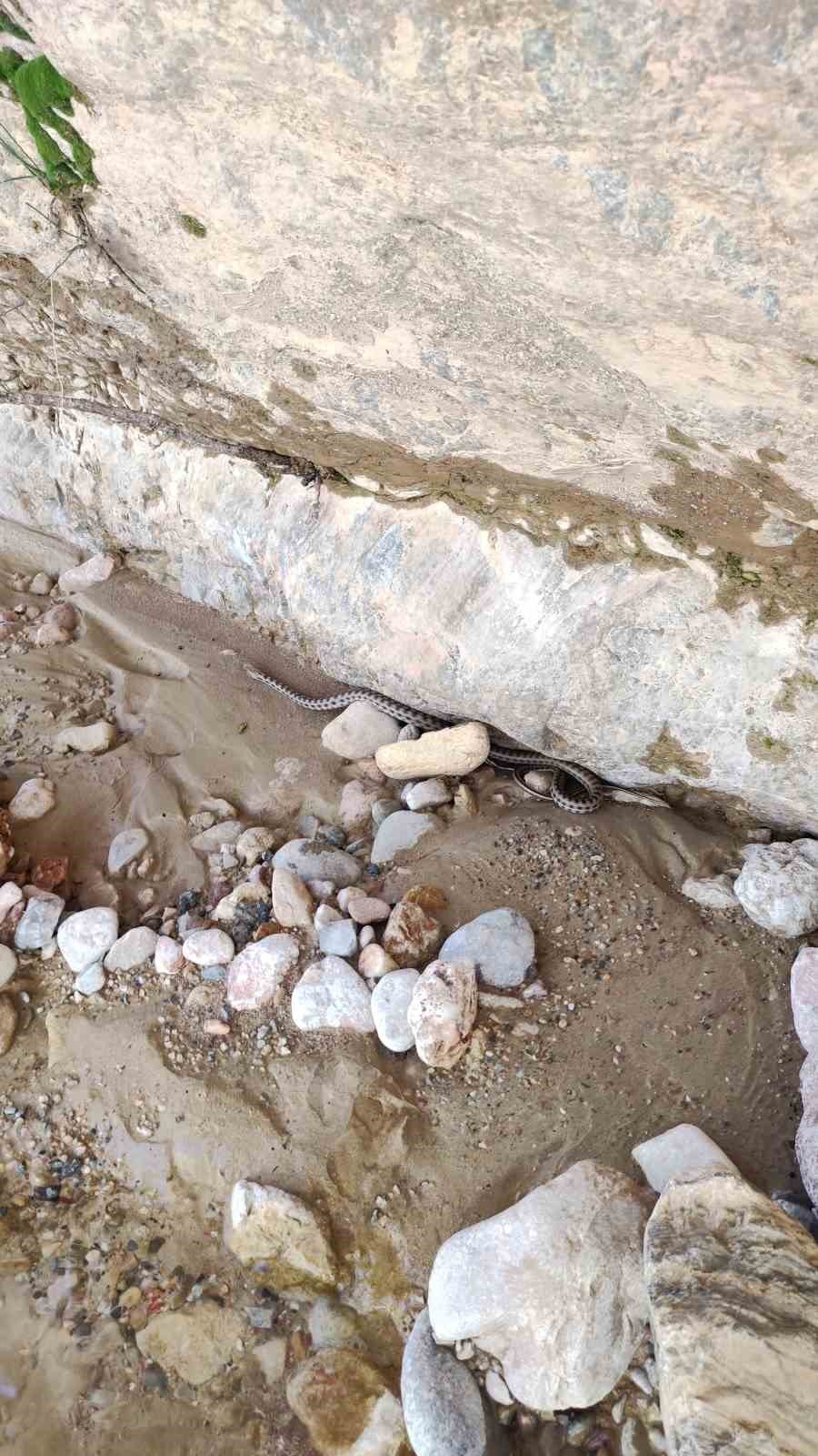 Elazığ’da 1,5 metre uzunluğunda yarı zehirli kocabaş yılanı görüntülendi