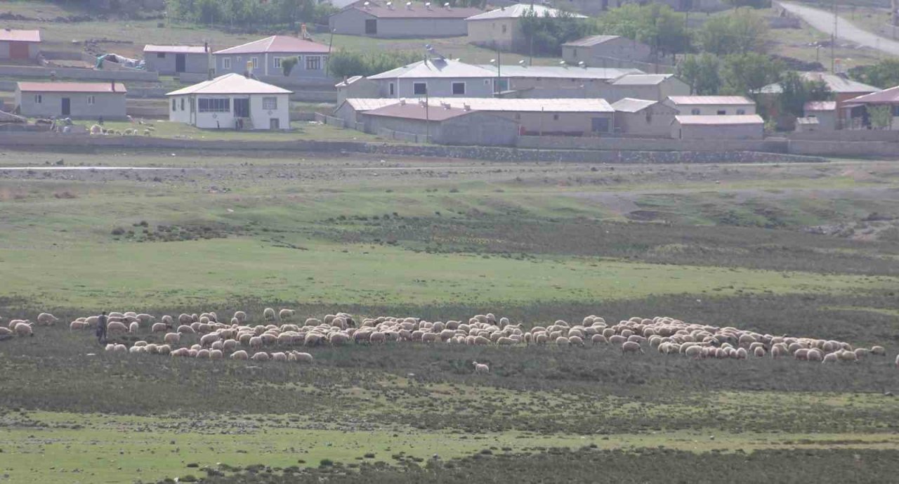 Erzincan’da meralar küçükbaş hayvanlarla şenlendi