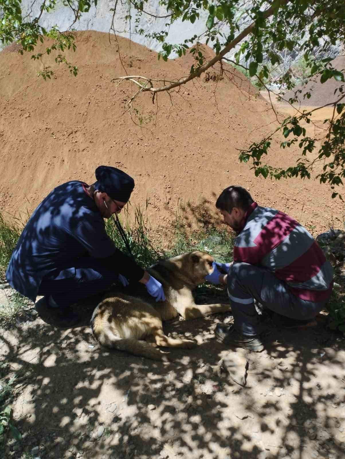 Yılanların ısırdığı köpeklere belediye sahip çıktı