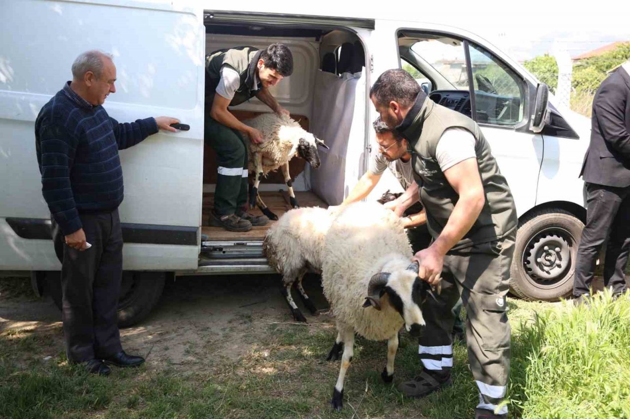 Başkan Çerçioğlu’ndan koyunları telef olan üretici kadına destek