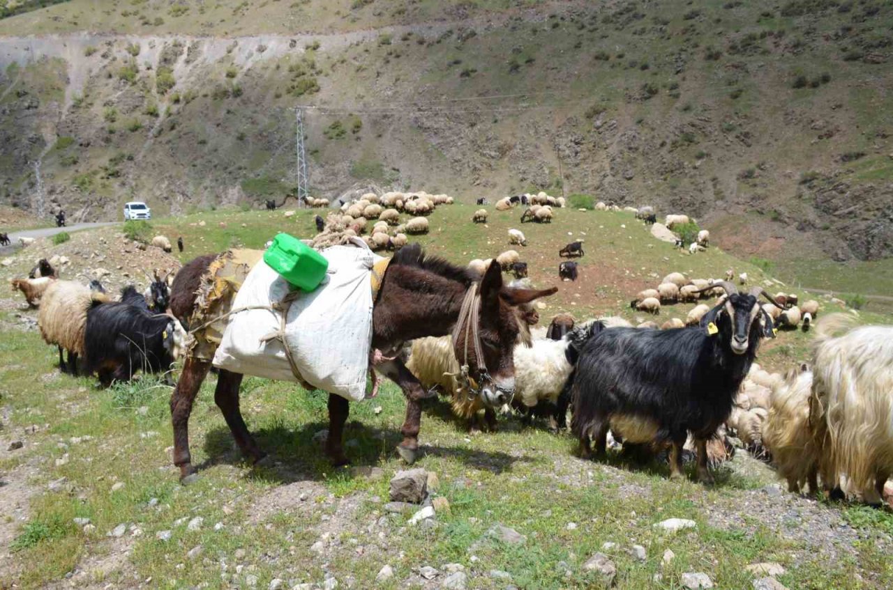 Şırnak’ta göçerler yaylaya ulaştı