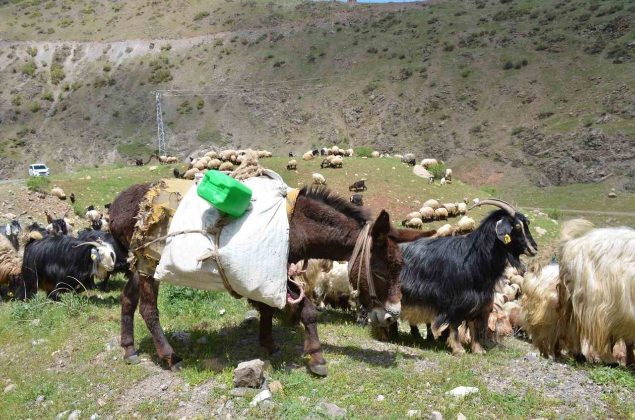 Şırnak’ta göçerler yaylaya ulaştı