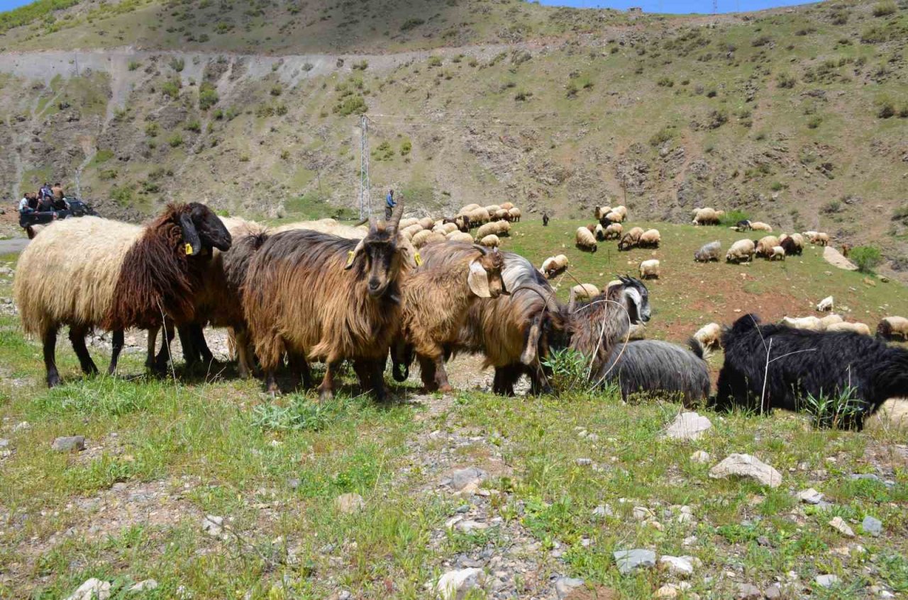 Şırnak’ta göçerler yaylaya ulaştı