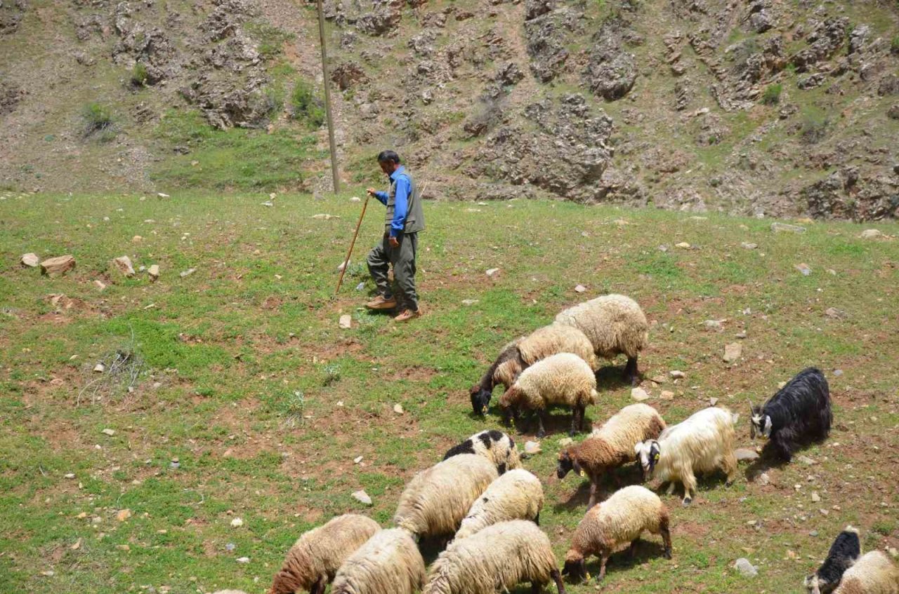 Şırnak’ta göçerler yaylaya ulaştı