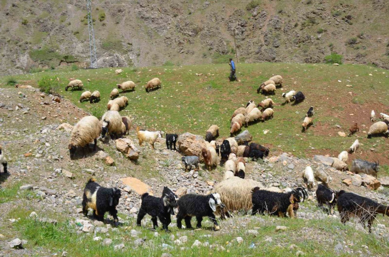 Şırnak’ta göçerler yaylaya ulaştı