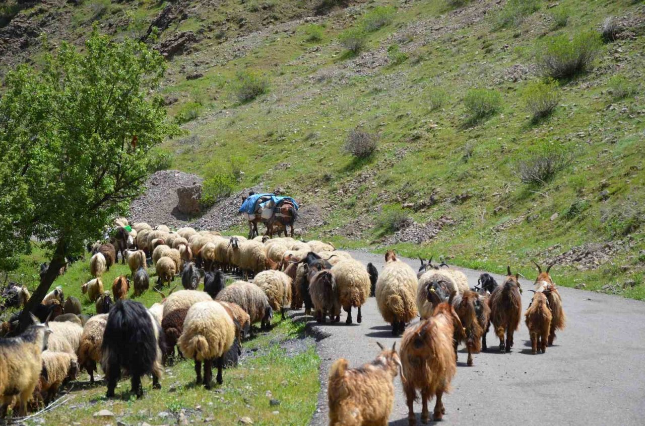 Şırnak’ta göçerler yaylaya ulaştı