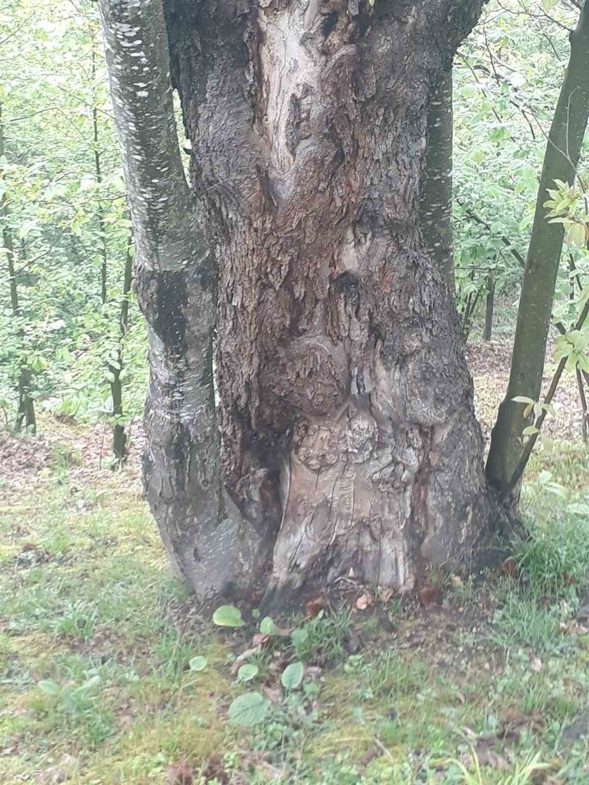 Dünyanın en yaşlı porsuk ağacı tehlike altında