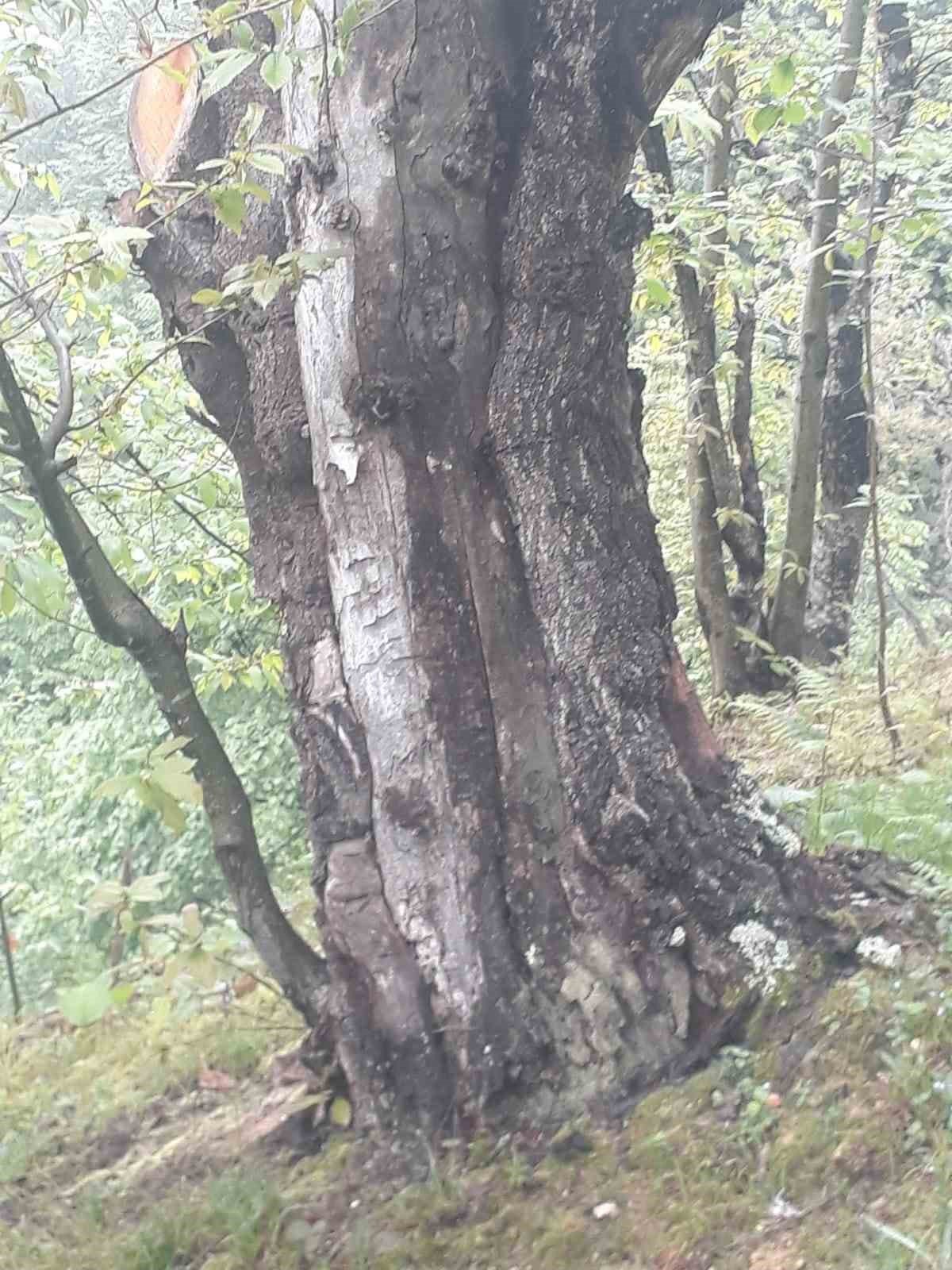 Dünyanın en yaşlı porsuk ağacı tehlike altında