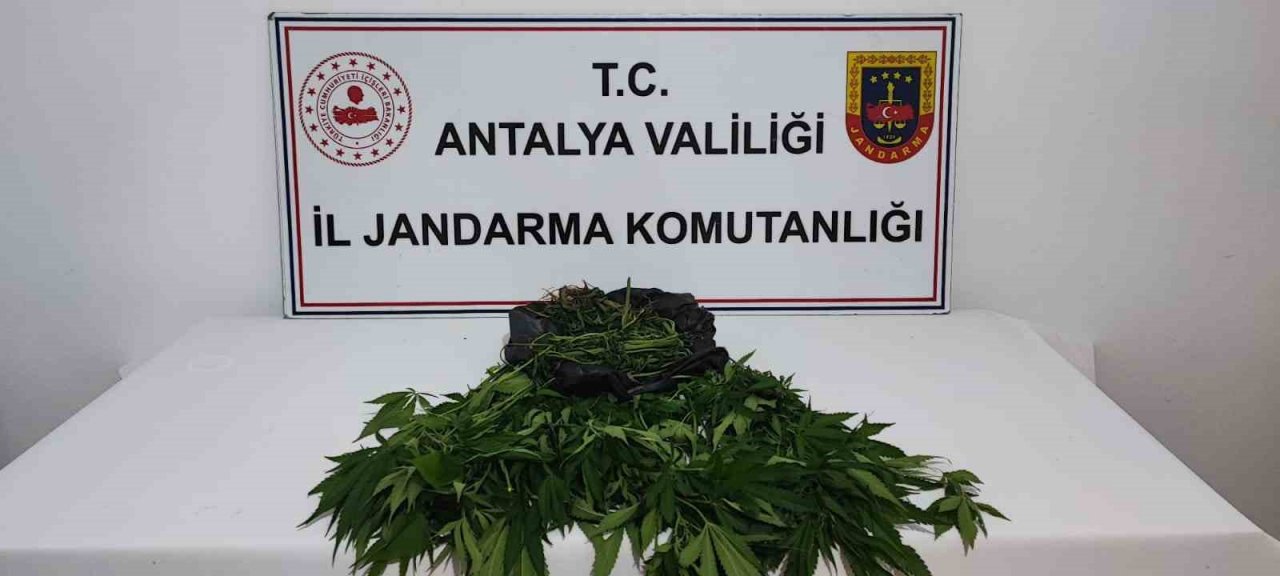 Antalya’da 92 kök hint keneviri ele geçirildi