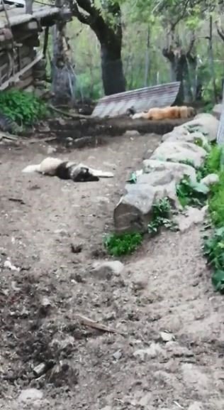 Artvin’de ağıla giren ayı 20 küçükbaş hayvanı telef etti, 45 hayvanı yaraladı