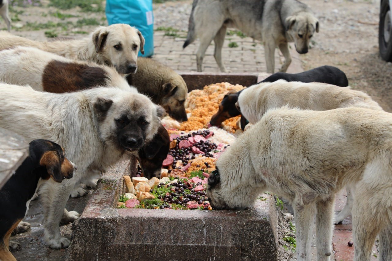 Sokaktaki canlar Edremit Belediyesi’ne emanet