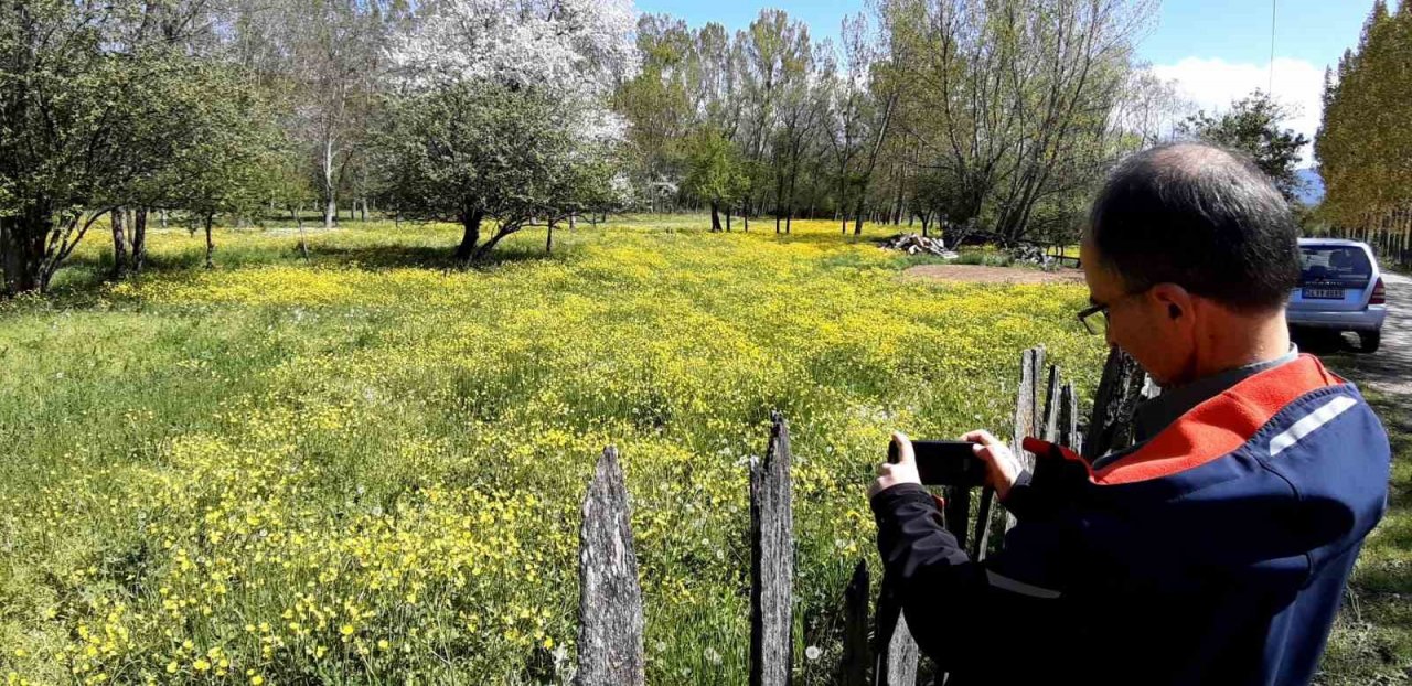 Papatyalar doğayı süsledi