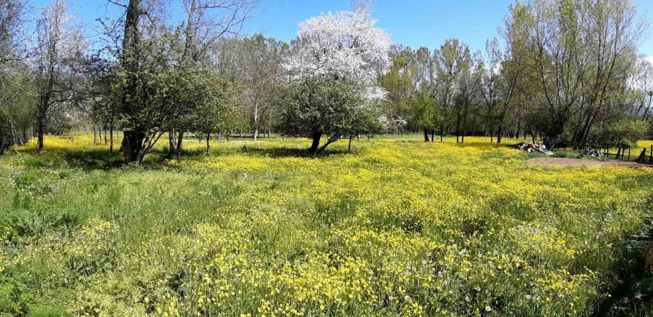 Papatyalar doğayı süsledi