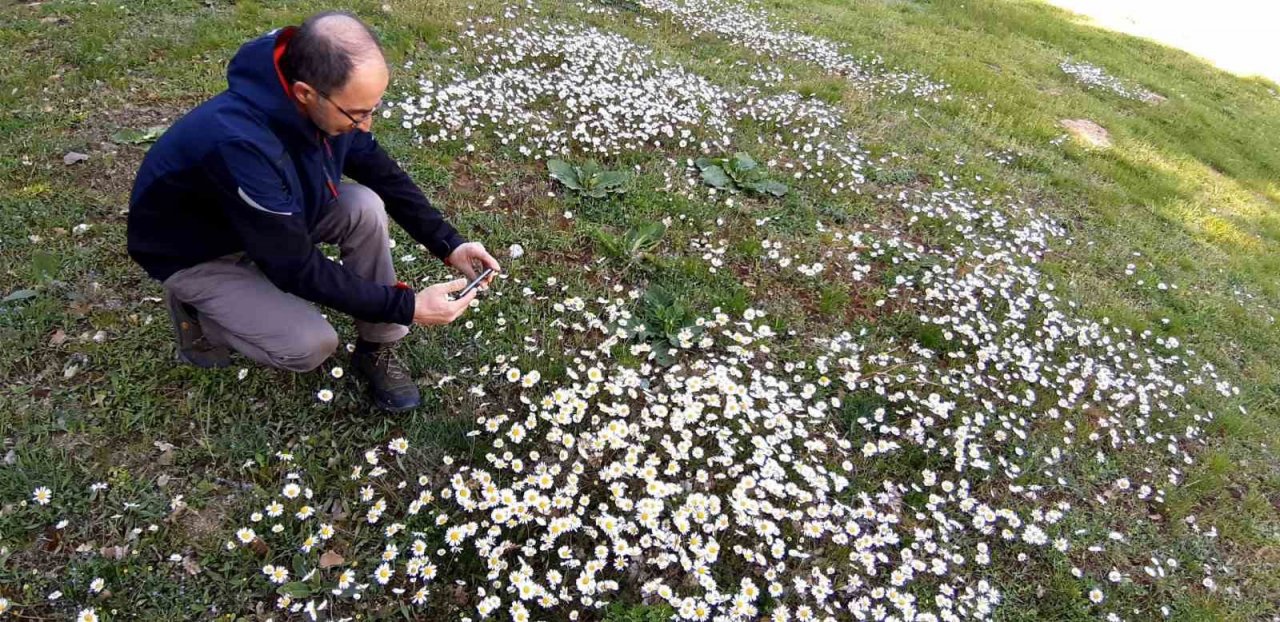 Papatyalar doğayı süsledi