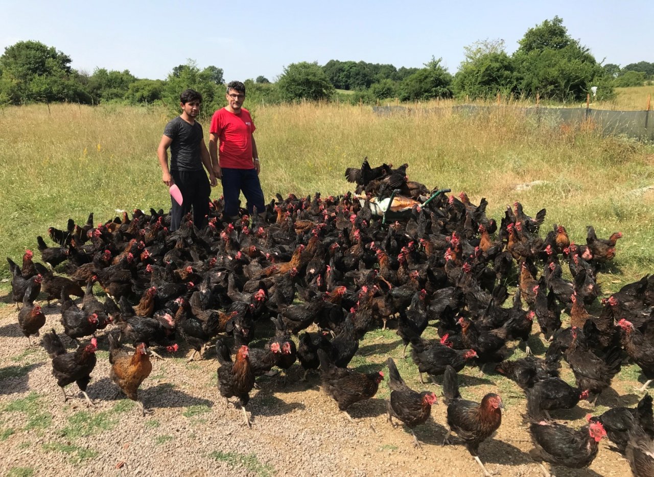 Üreticilere yüzde 50 hibeli yumurta tavuğu