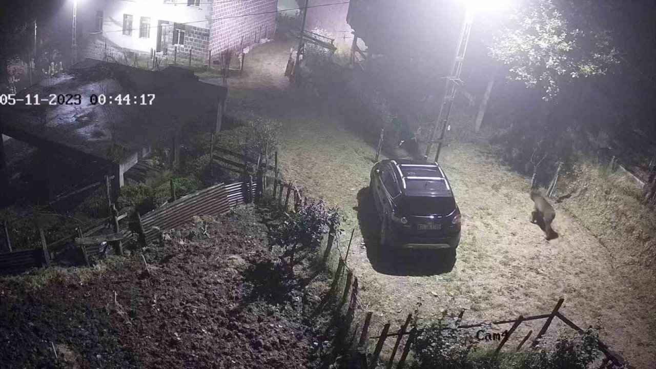 Yiyecek aramak için mahalleye inen ayı güvenlik kameralarına takıldı