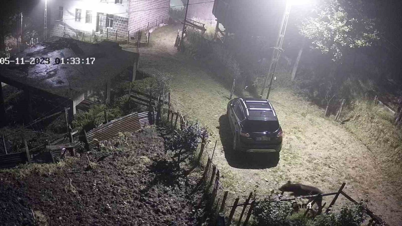 Yiyecek aramak için mahalleye inen ayı güvenlik kameralarına takıldı