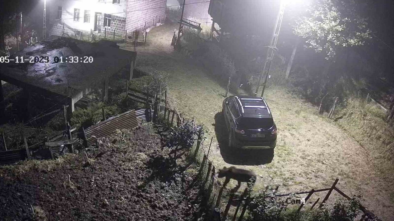 Yiyecek aramak için mahalleye inen ayı güvenlik kameralarına takıldı