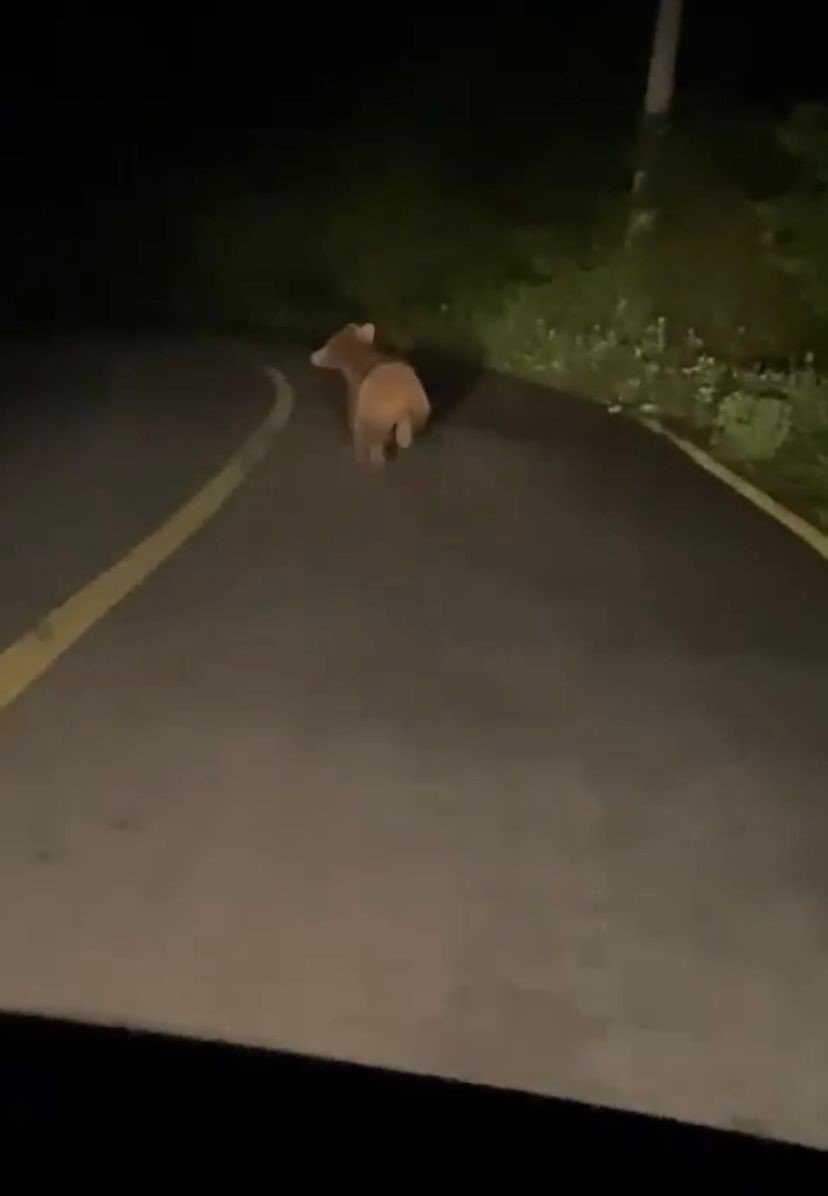 Yola inen yavru ayı cep telefonu ile görüntülendi