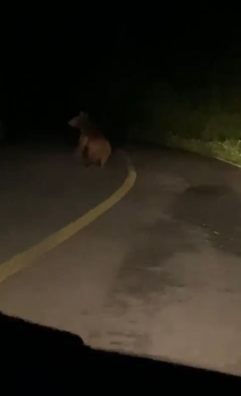 Yola inen yavru ayı cep telefonu ile görüntülendi