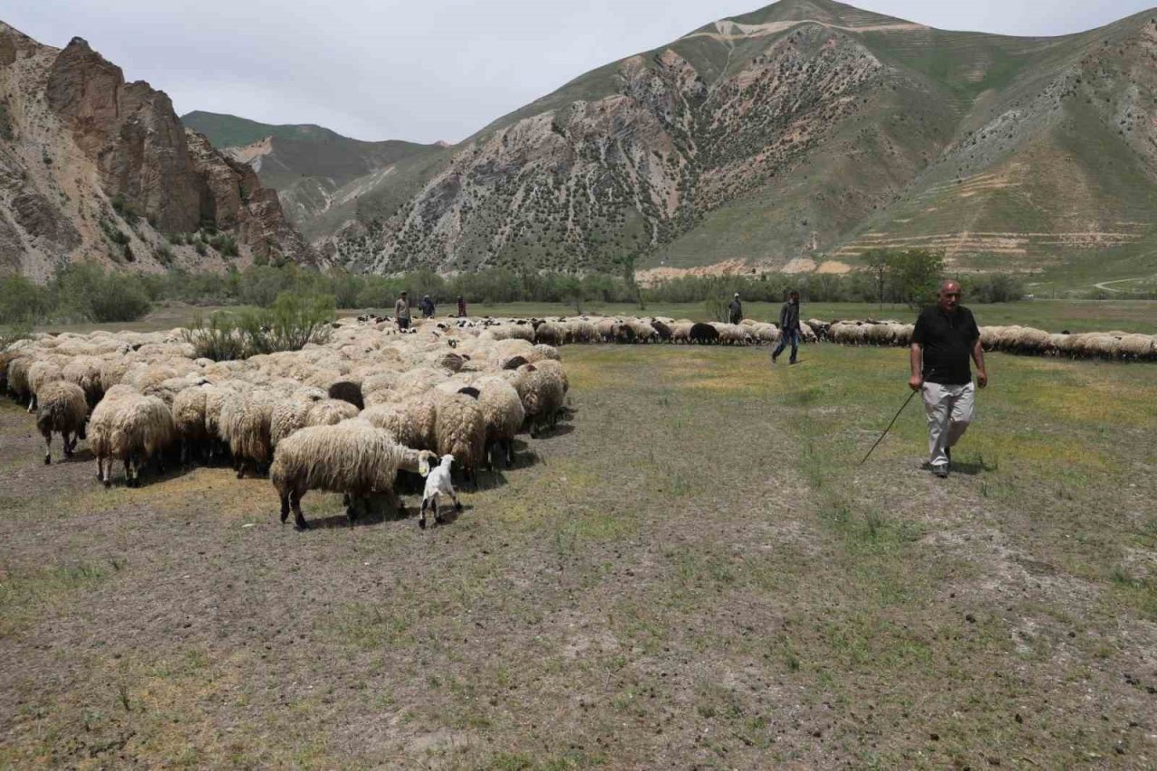 Hakkari’de 200 besiciye 4 bin küçükbaş hayvan dağıtımına başlandı