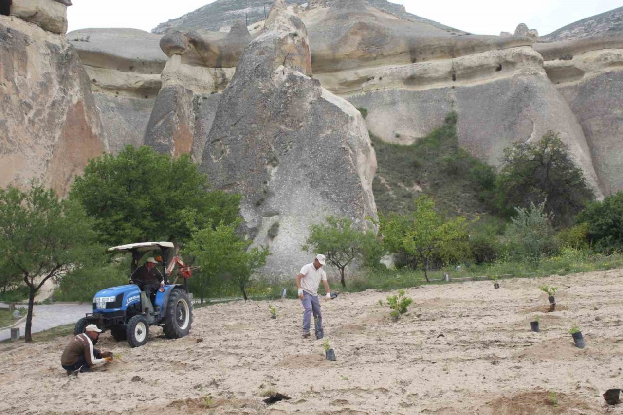 Kapadokya’nın önemli destinasyonlarından olan Paşabağları aslına dönüyor