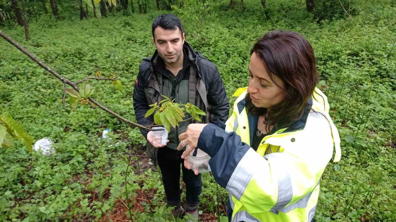 Türkeli ormanlarında mücadele alanları genişletiliyor