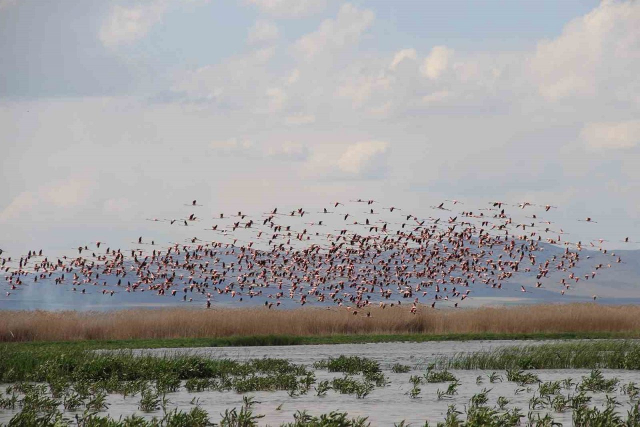 Flamingolar göç yolunda dron ile görüntülendi