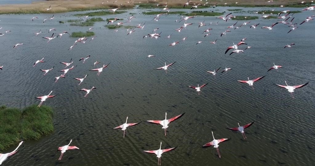 Flamingolar göç yolunda dron ile görüntülendi