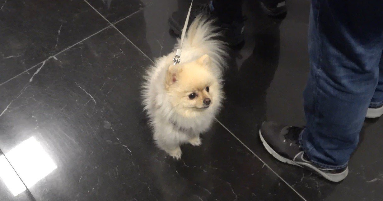 Oy kullanmaya köpeği ile geldi