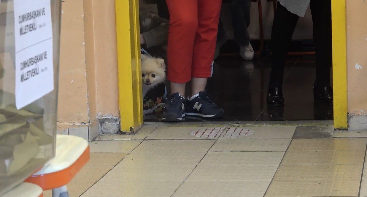 Oy kullanmaya köpeği ile geldi