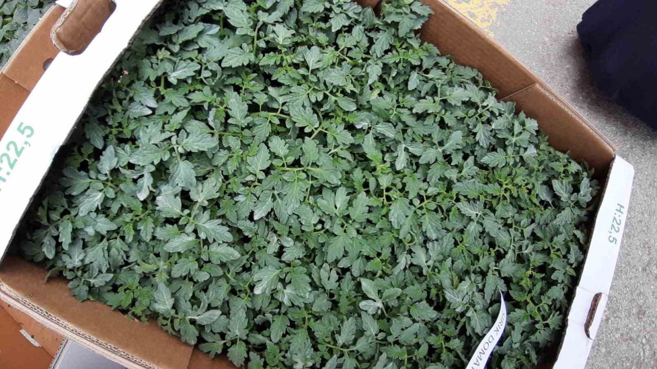 Bolu’da 10 bin fideye yoğun talep