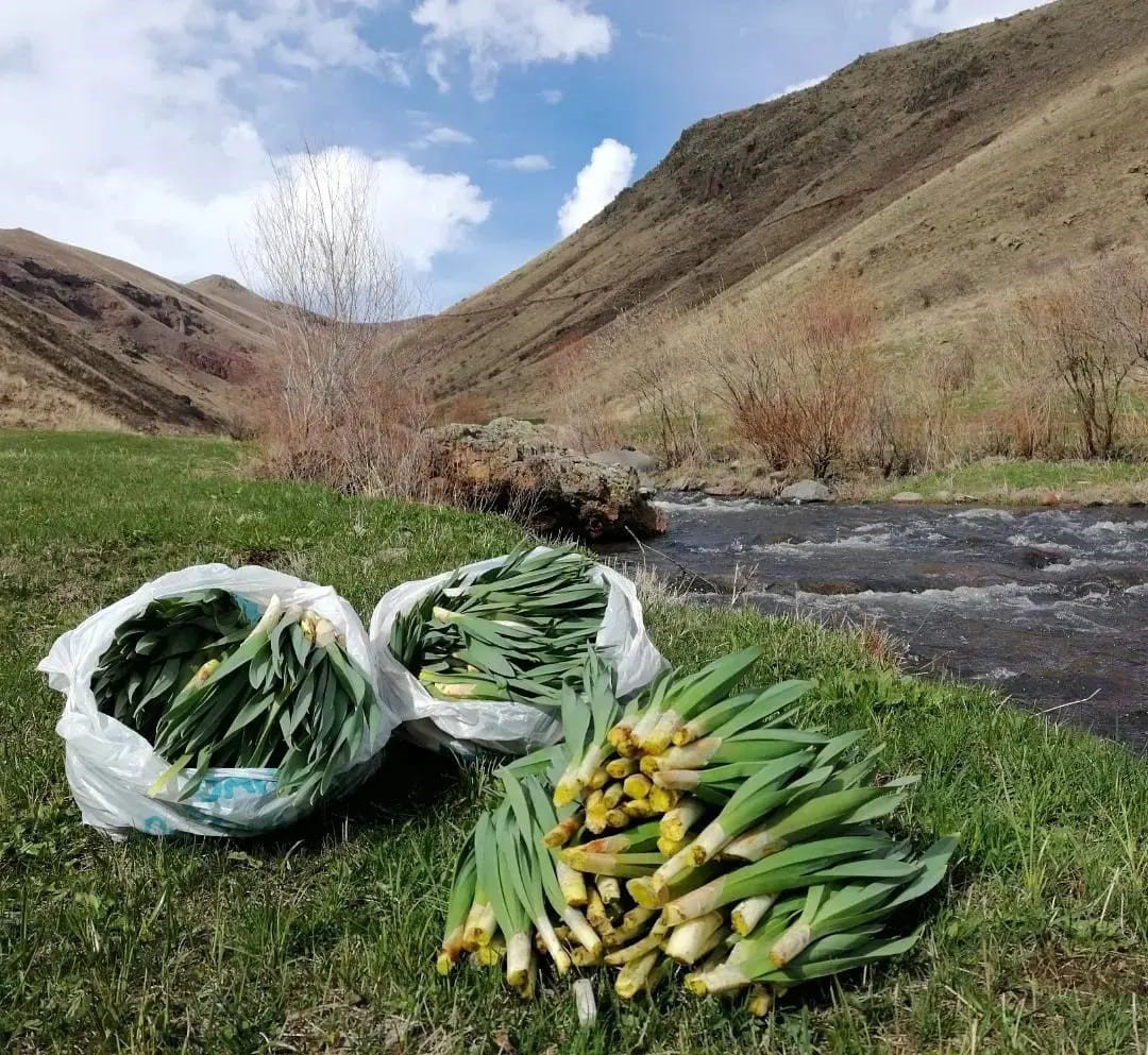 “Çiriş Otu” deyip geçmeyin