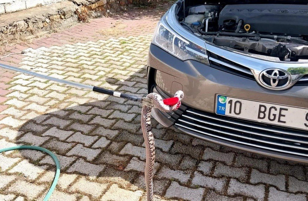 Araç motoruna giren zehirli yılan korkuttu
