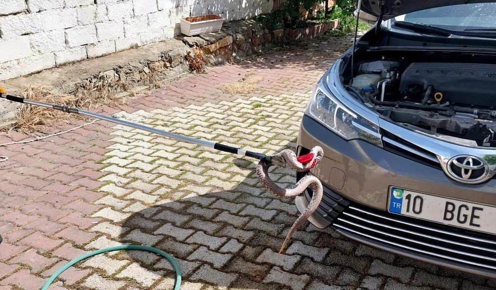 Araç motoruna giren zehirli yılan korkuttu