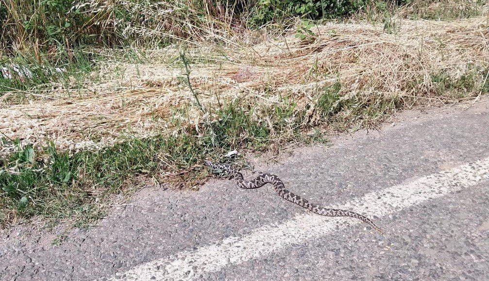 Araç motoruna giren zehirli yılan korkuttu