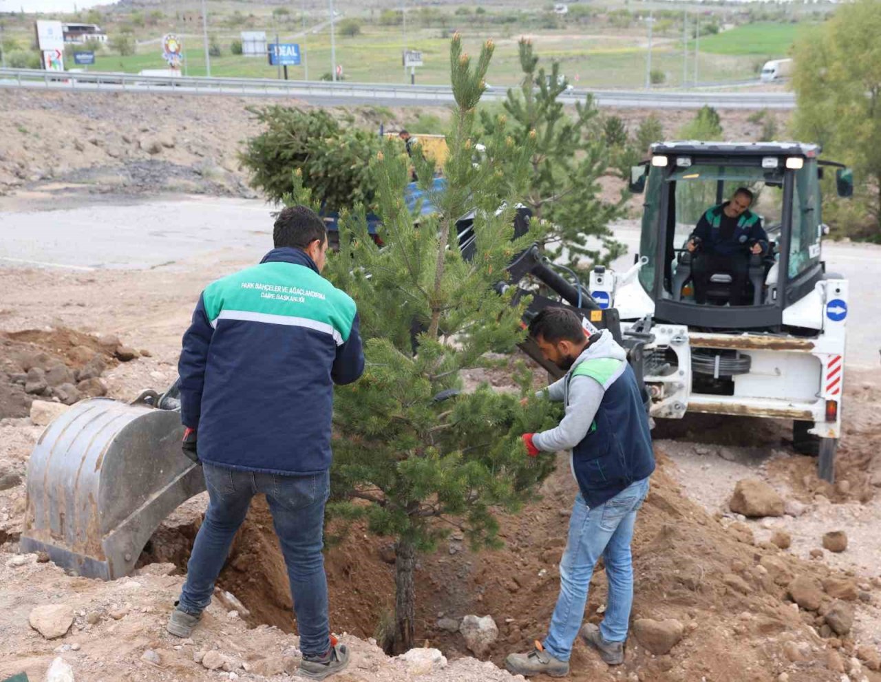 Büyükşehir, Mimarsinan OSB Kavşağı ile refüjleri ağaç taşıma yöntemi ile ağaçlandırıyor