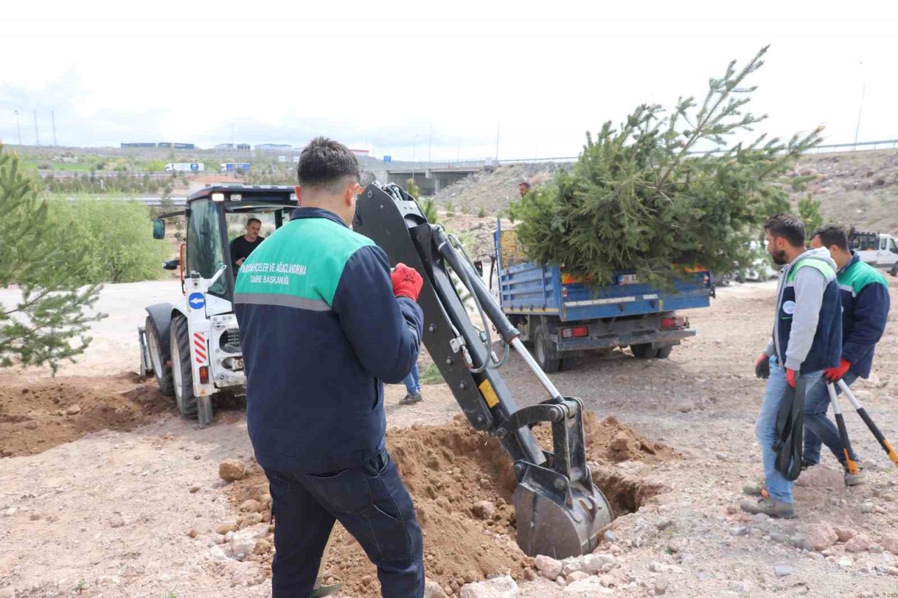 Büyükşehir, Mimarsinan OSB Kavşağı ile refüjleri ağaç taşıma yöntemi ile ağaçlandırıyor