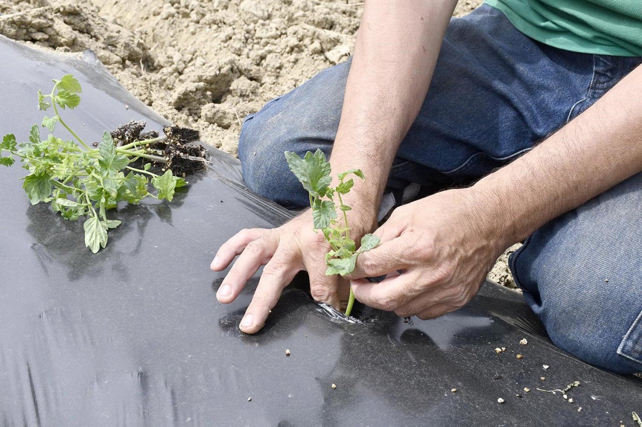 Adabahçe’ye yaz bereketiyle geldi