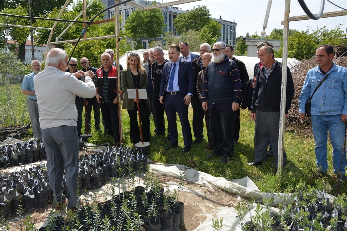 Kursiyerler uygulamalı olarak zeytin budadı