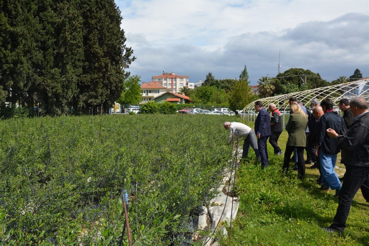 Kursiyerler uygulamalı olarak zeytin budadı