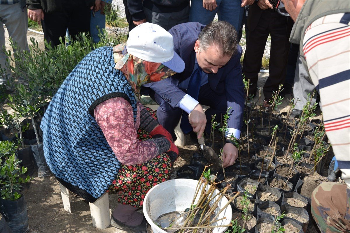 Kursiyerler uygulamalı olarak zeytin budadı