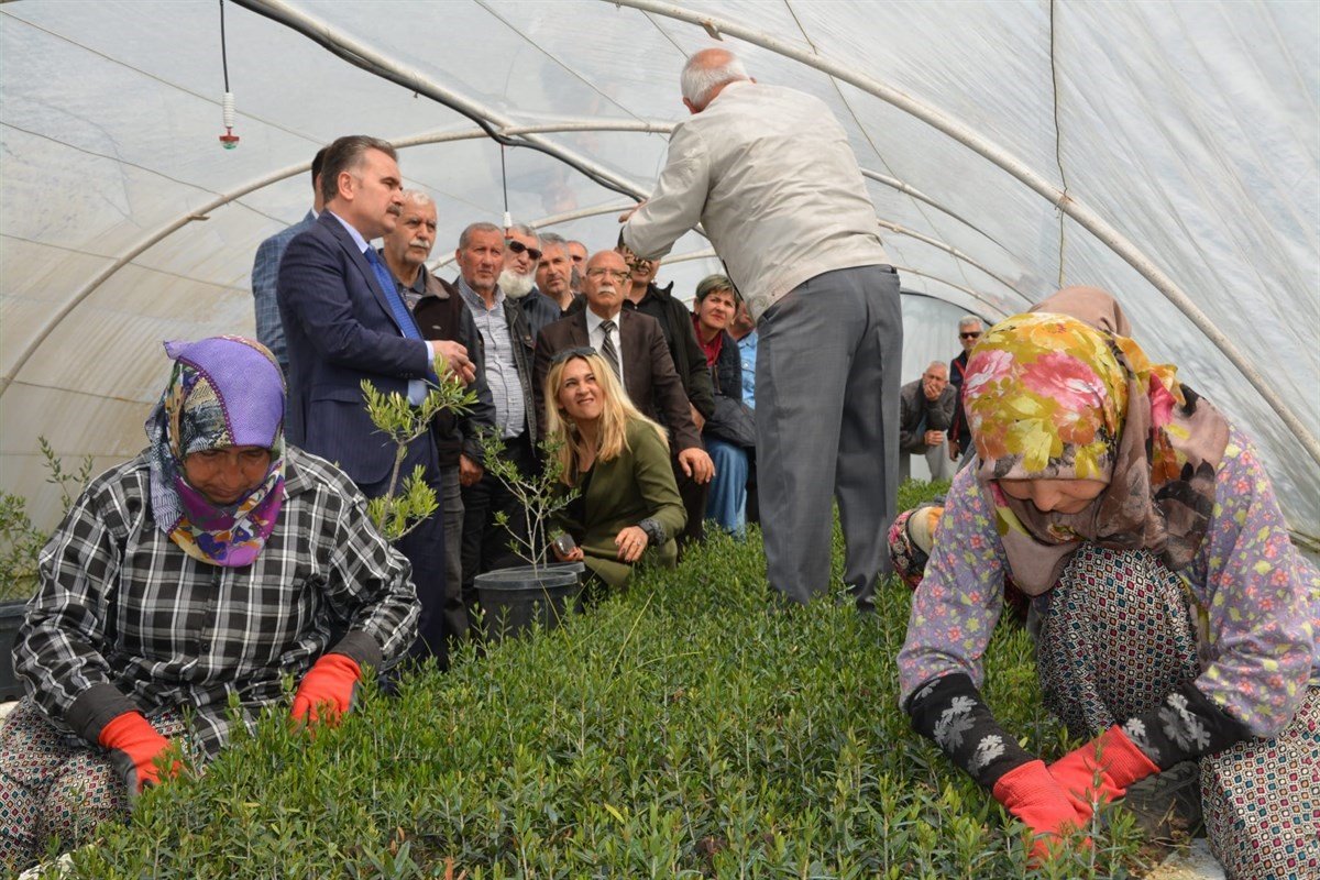 Kursiyerler uygulamalı olarak zeytin budadı