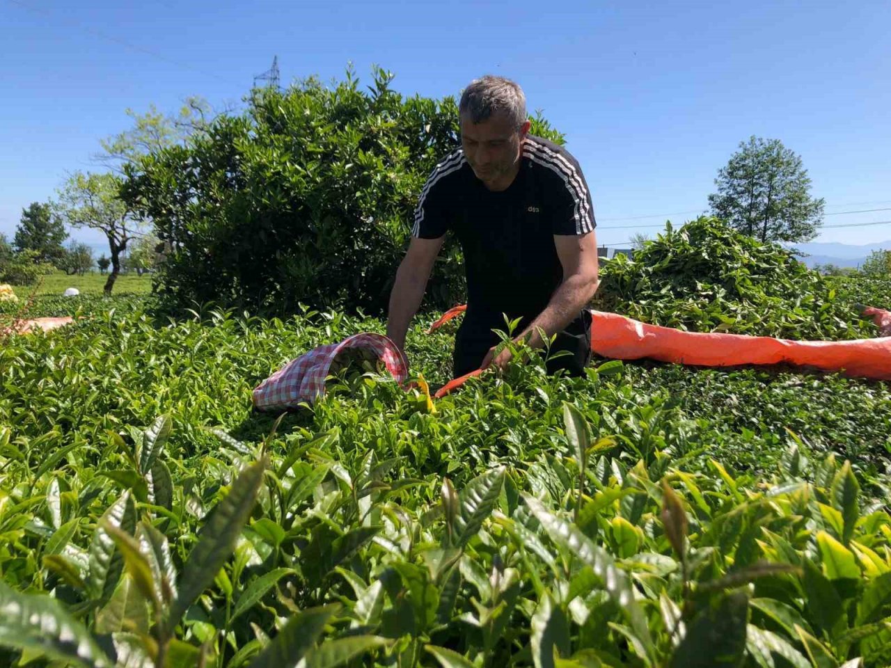 Rize’de yaş çay üreticileri bahçelere girmeye başladı
